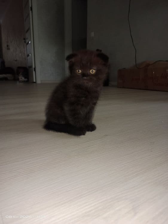 Продам котят хайленд фолд и хайленд страйт — 5