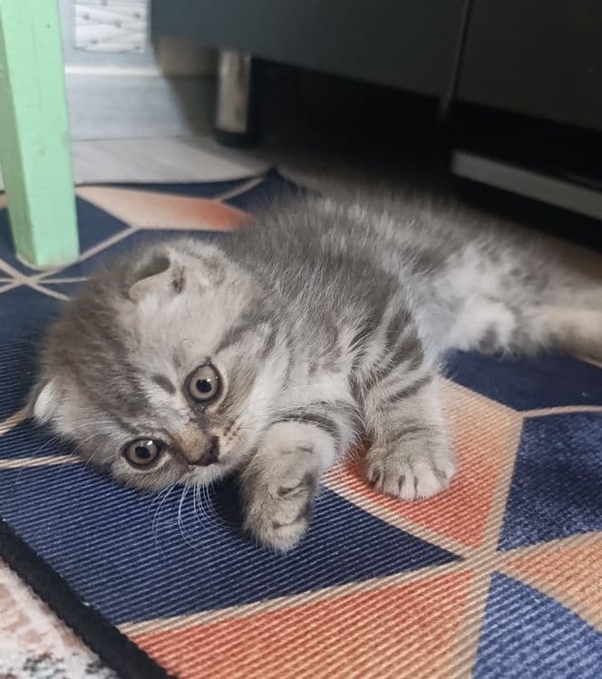 Продаются вислоухие котята! — 2