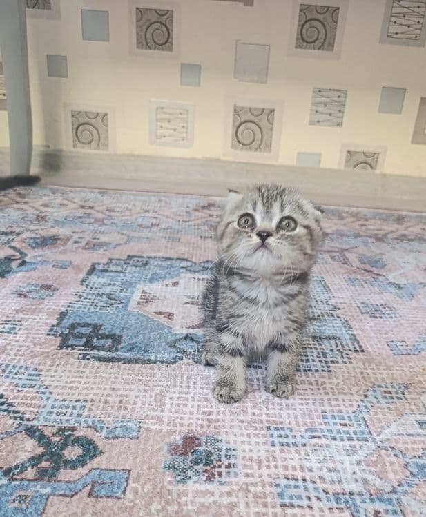 Продаются вислоухие котята! — 3