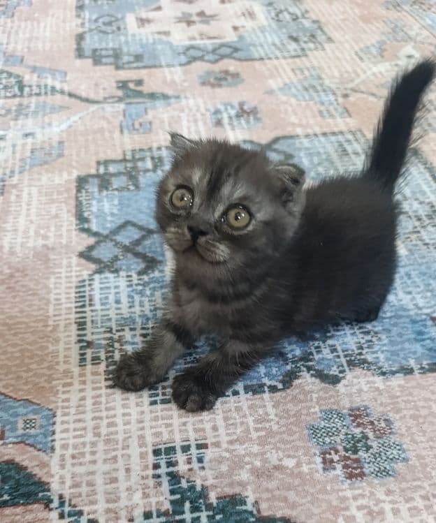 Продаются вислоухие котята! — 4