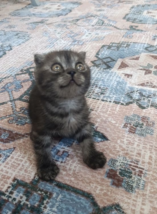 Продаются вислоухие котята! — 5