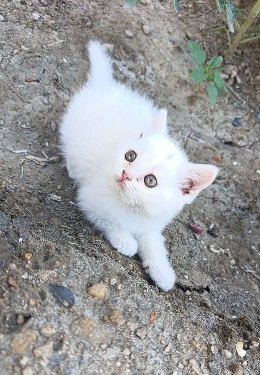 Продаются вислоухие котята! — 7