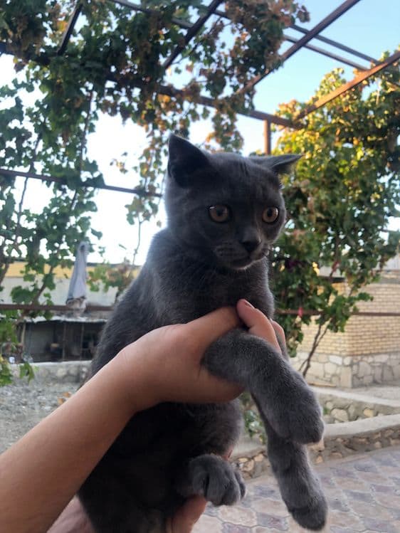 Кот Скоттиш фолд — 1