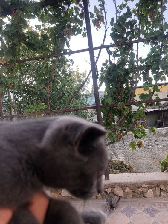Кот Скоттиш фолд — 2