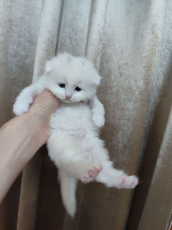Кошки продается ... — 1
