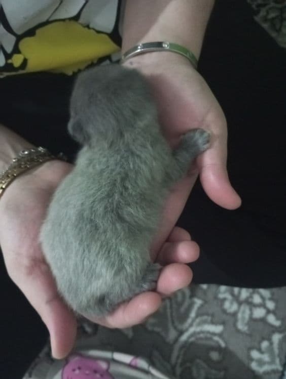 Продаются шотландские милые котята — 3