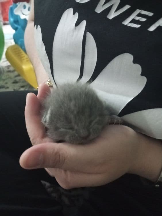 Продаются шотландские милые котята — 4