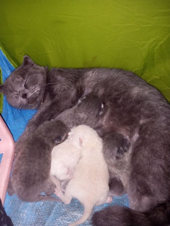 Продаются шотландские милые котята — 5