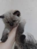 Котёнок на продажу