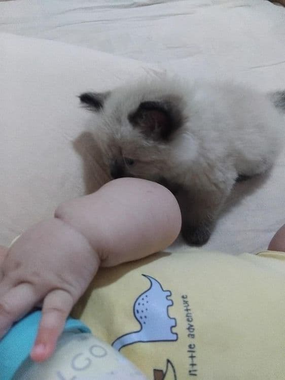 Котёнок на продажу — 2