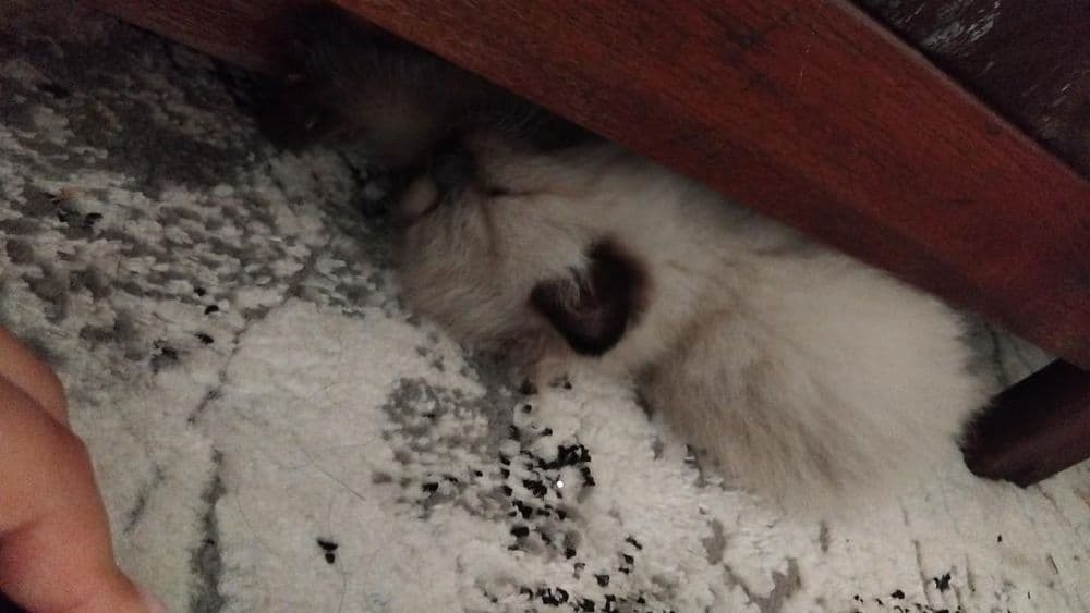 Котёнок на продажу — 3