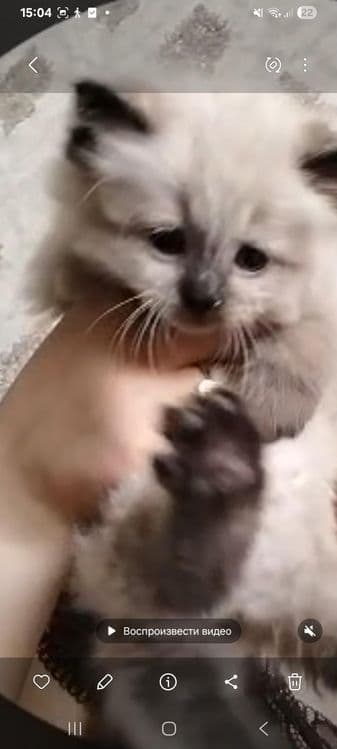 Котёнок на продажу — 4