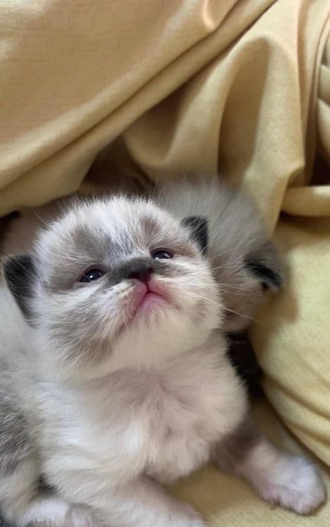 Котёнок на продажу — 5