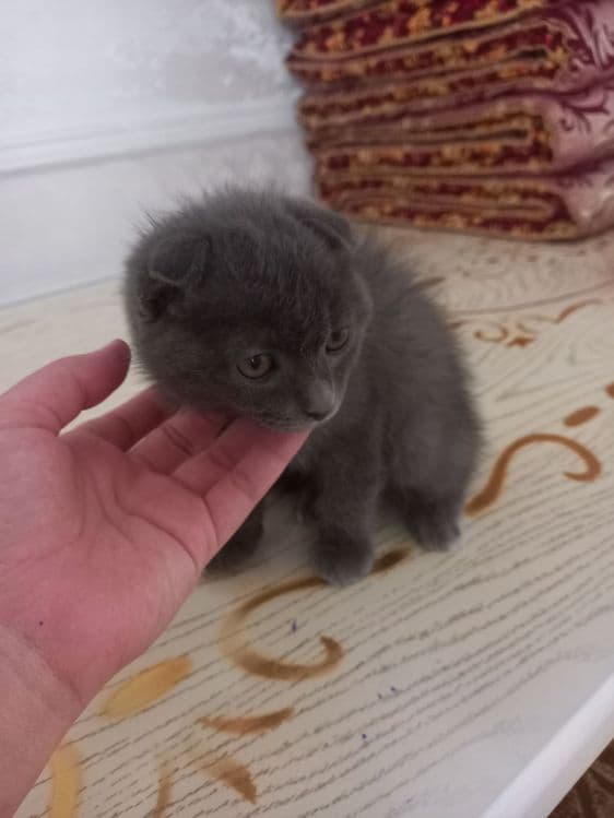 Zotdor britanskiy mushuk bolasi — 2