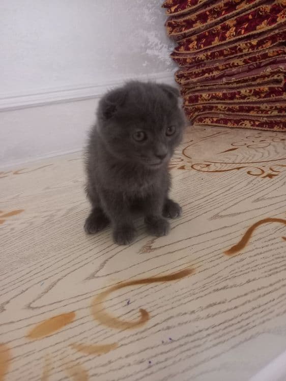 Zotdor britanskiy mushuk bolasi — 3