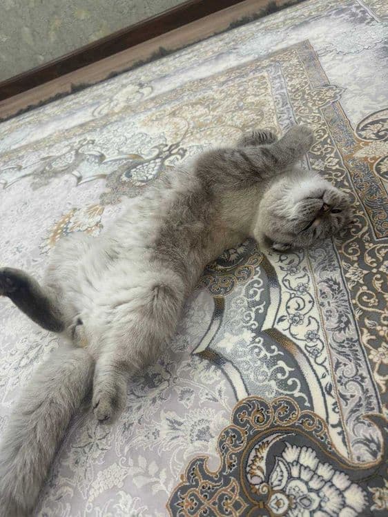 Продается кот полтора года скоттиш фолд — 2