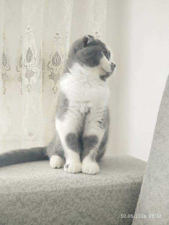Зотдор мушукча сотилади — 3
