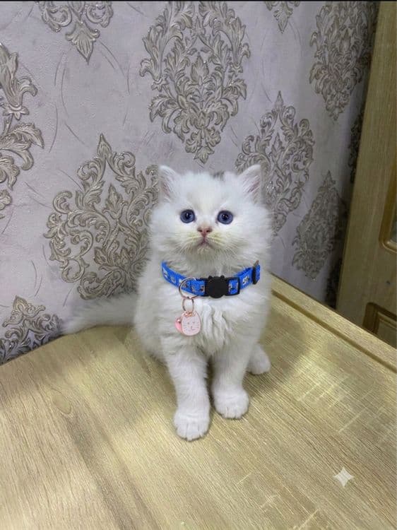 Продаются очень умные котята — 2