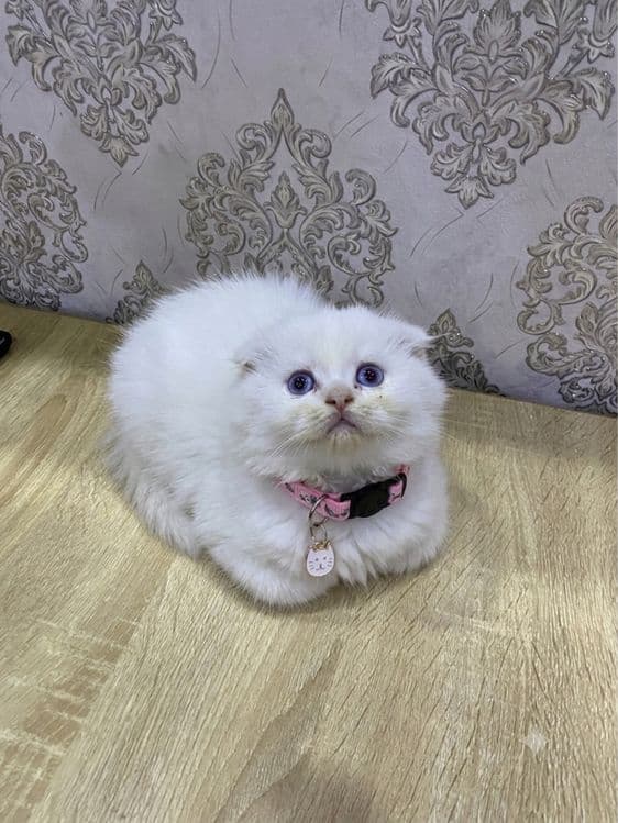 Продаются очень умные котята — 3