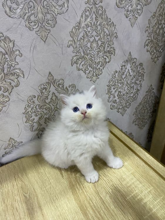 Продаются очень умные котята — 4