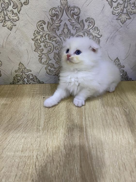 Продаются очень умные котята — 5