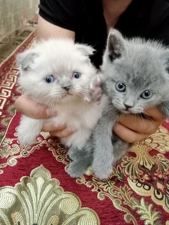 Mushaklar sotilafi judayam akkili — 1