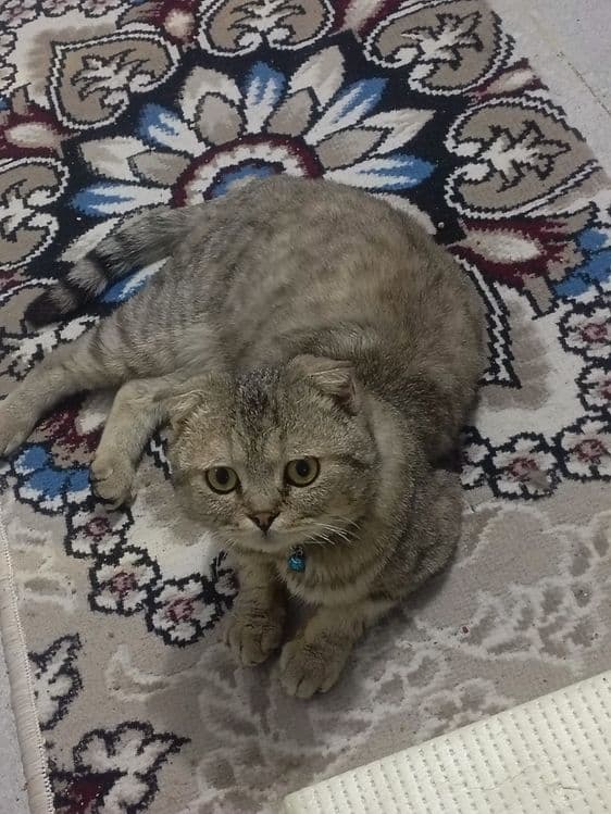 Mushuk sotiladi o'g'il bola — 2