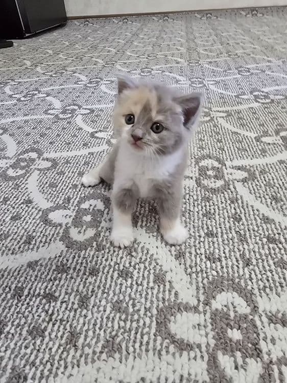 Срочно продаются котята — 1
