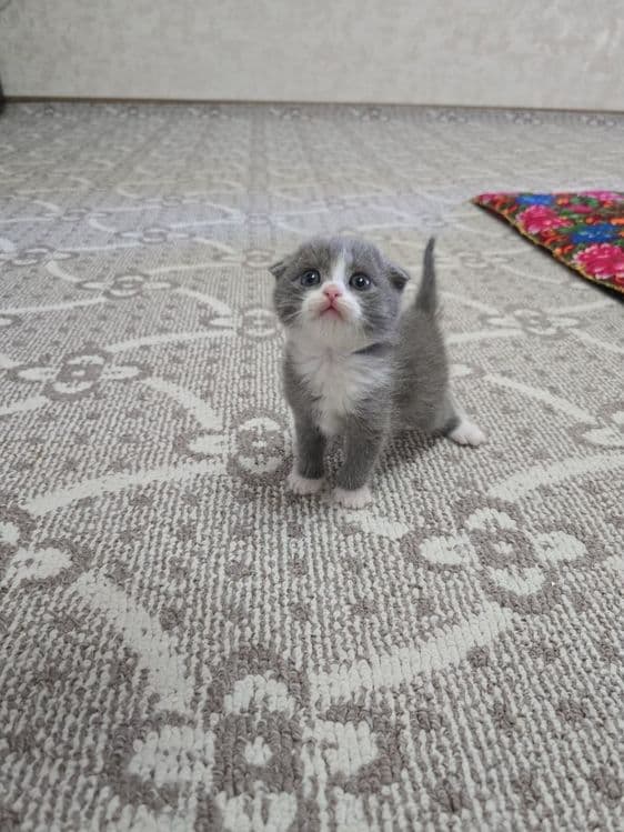 Срочно продаются котята — 2