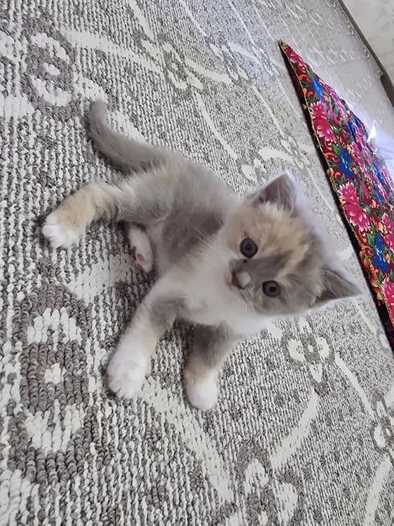 Срочно продаются котята — 3