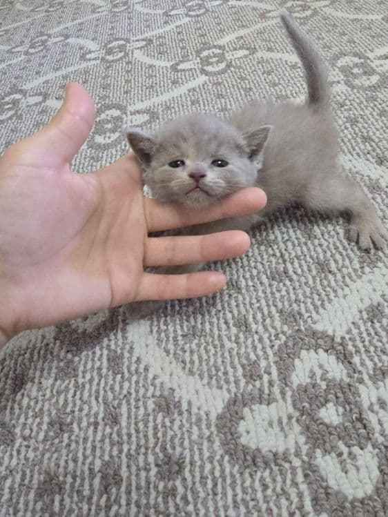 Срочно продаются котята — 4