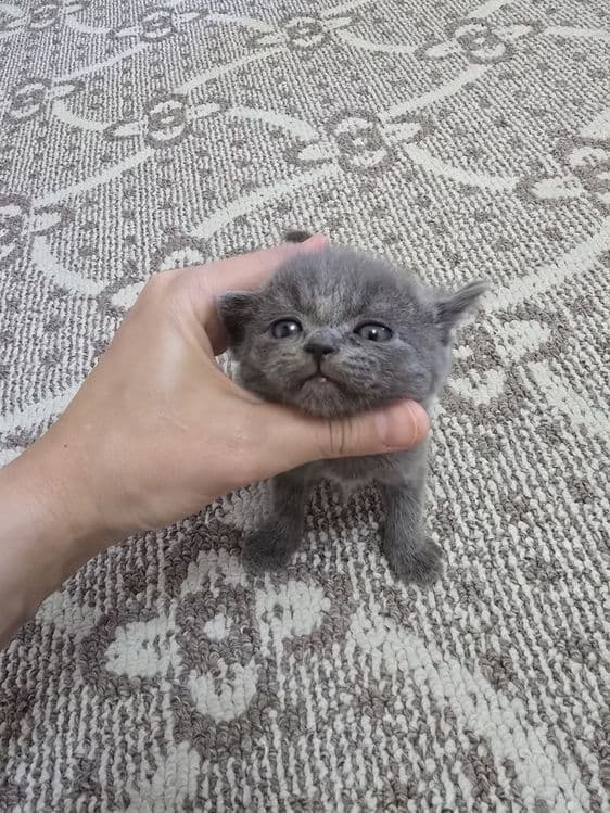 Срочно продаются котята — 5