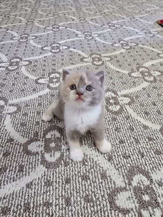 Срочно продаются котята — 6