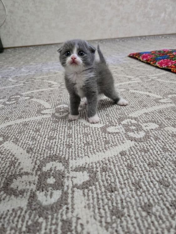 Срочно продаются котята — 7
