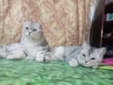 Вияска шиншилла сотилмайди