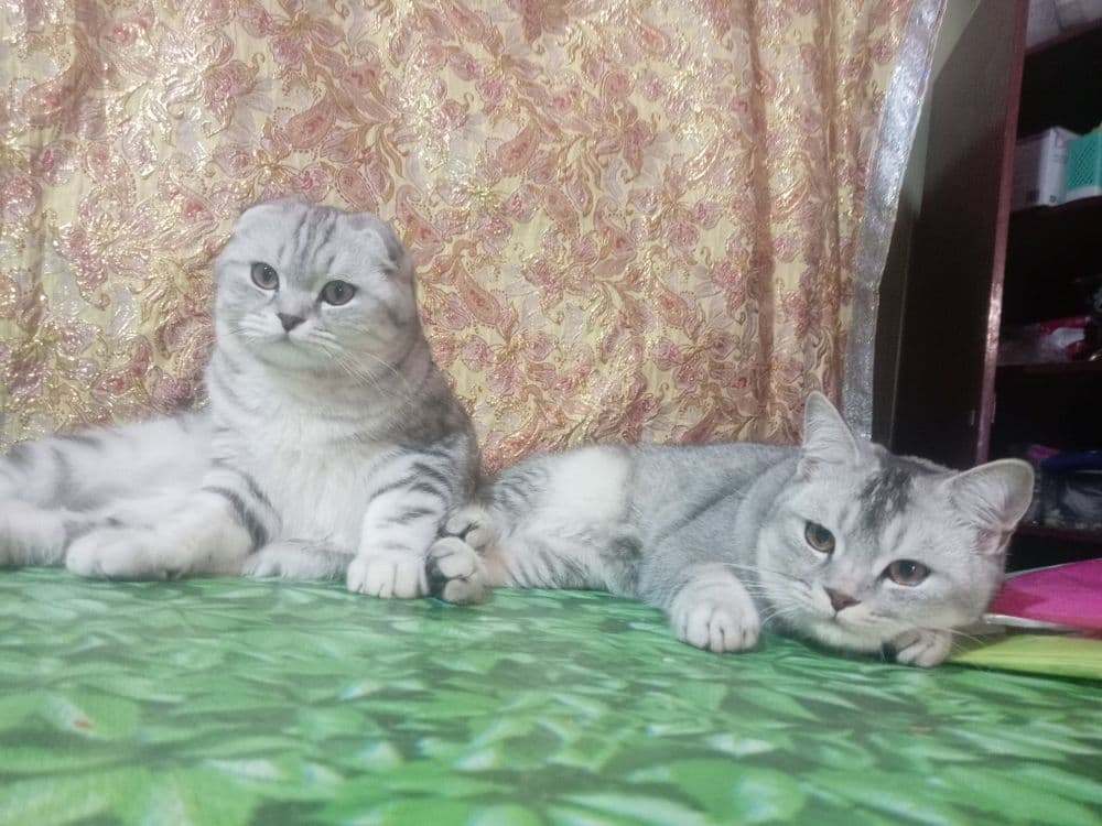 Вияска шиншилла сотилмайди — 1