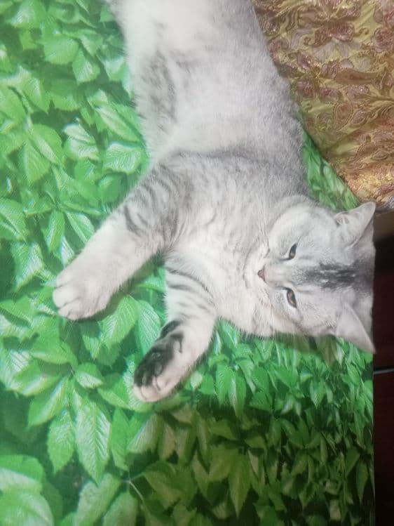 Вияска шиншилла сотилмайди — 2