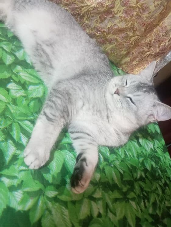 Вияска шиншилла сотилмайди — 3