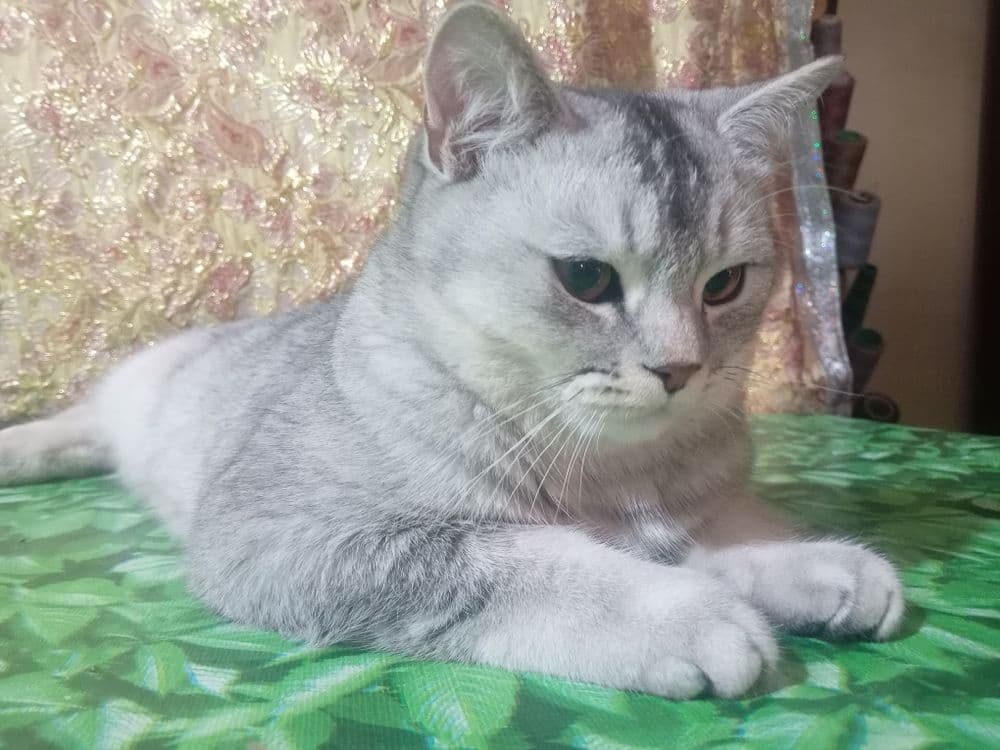 Вияска шиншилла сотилмайди — 4