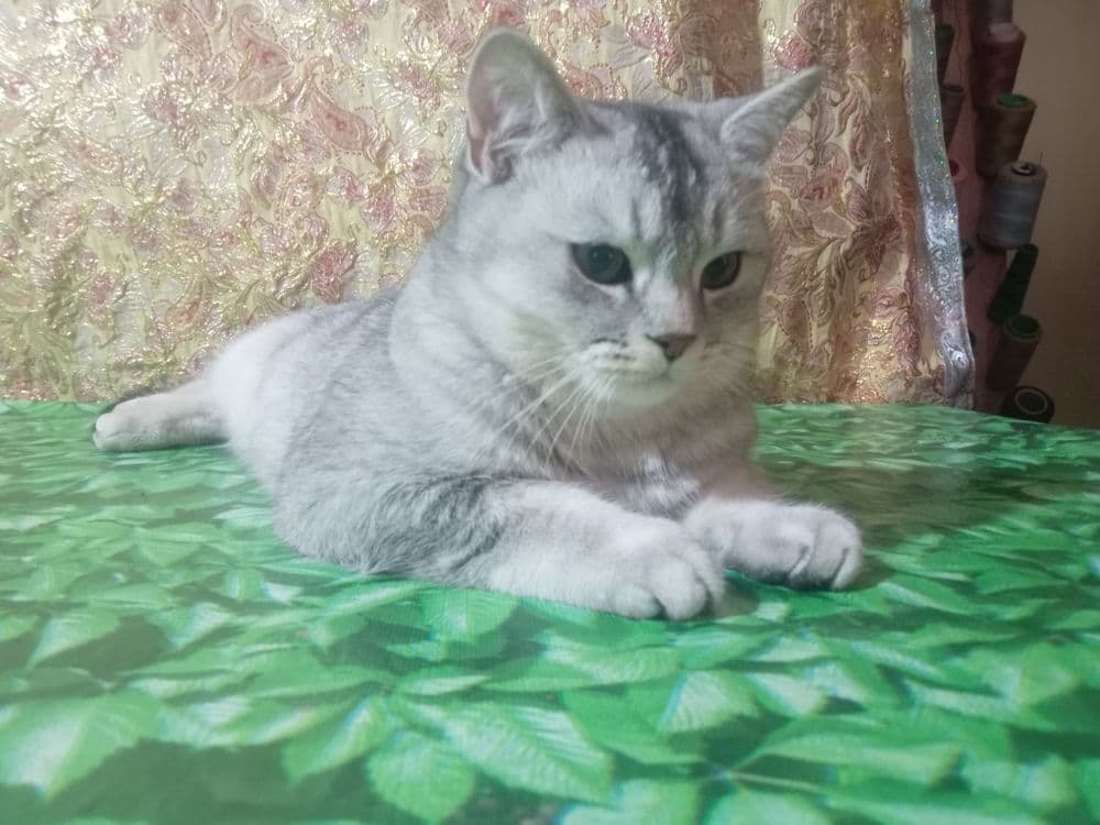 Вияска шиншилла сотилмайди — 5