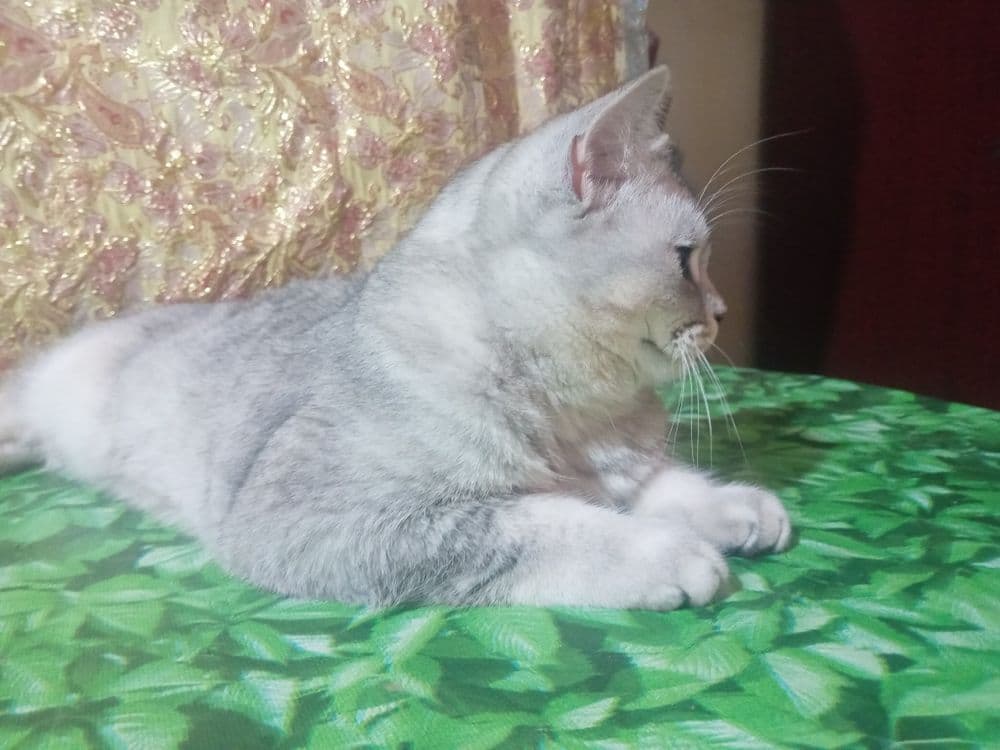 Вияска шиншилла сотилмайди — 6