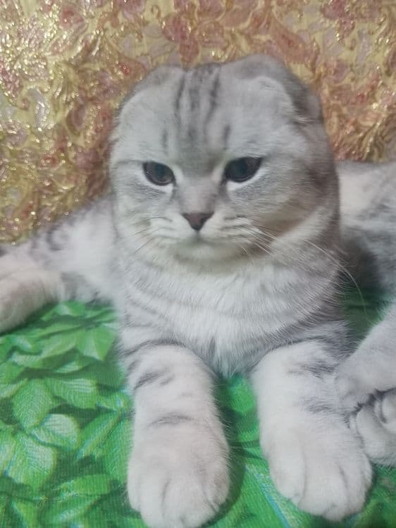 Вияска шиншилла сотилмайди — 8