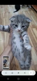 Продаются веслоушки котята 350 000 сум