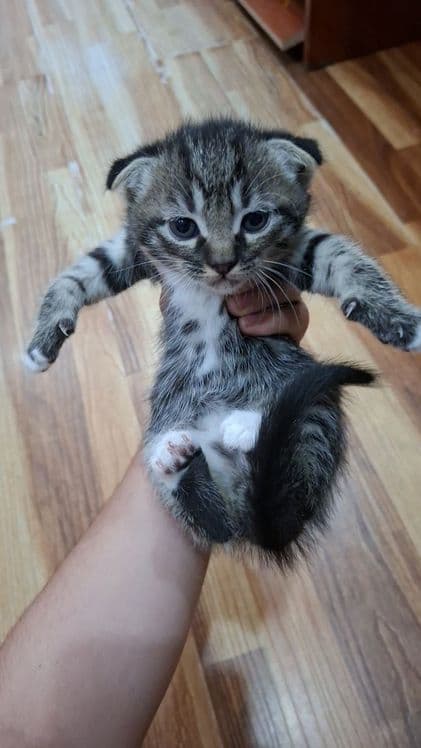 Продаются веслоушки котята 350 000 сум — 4