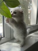 Продается вислоухий котенок.
