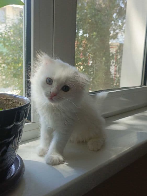 Продается вислоухий котенок. — 2