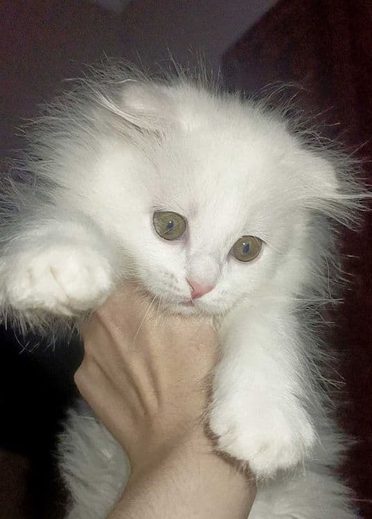 Продается вислоухий котенок. — 3