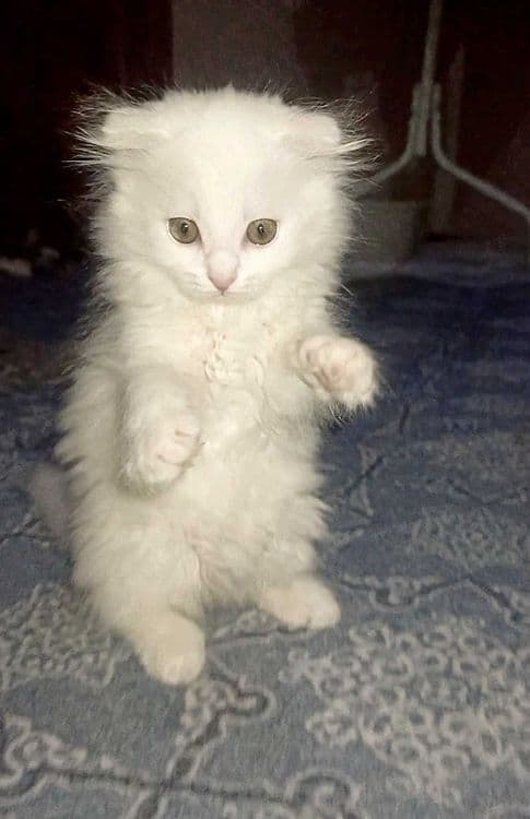 Продается вислоухий котенок. — 4