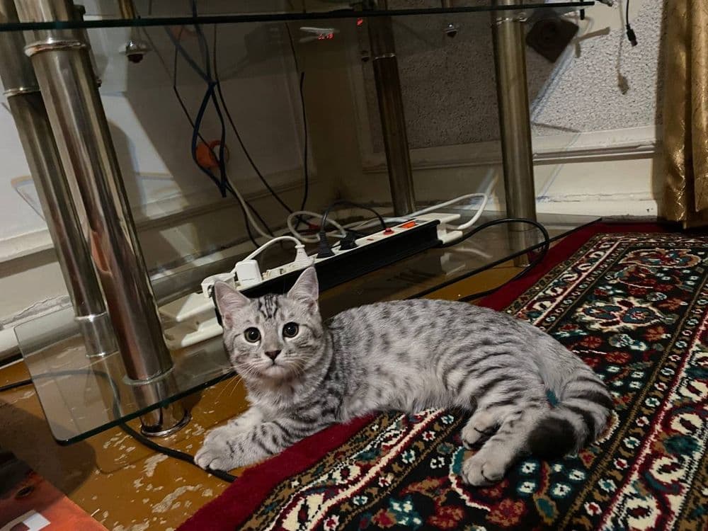 Срочно шиншилла сотилади мушукча — 1