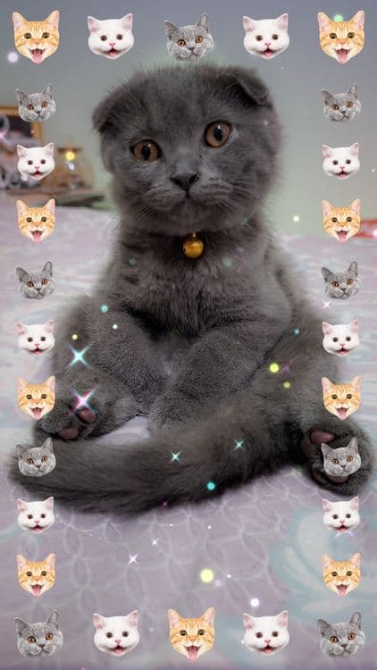 Продаётся чистокровный котёнок — 1